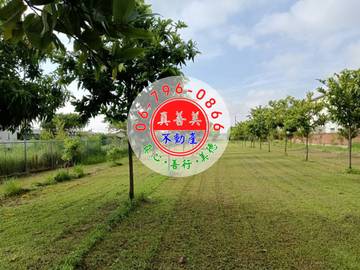 #4747 西港劉厝有合法資材室農地